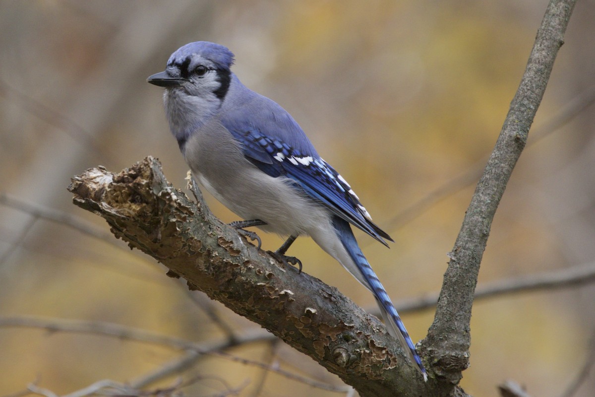 Blue Jay - Michelle Martin