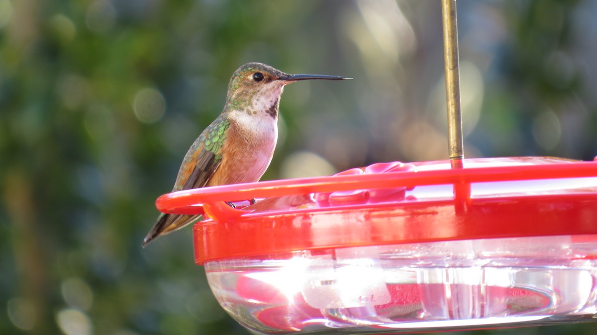 Rufous/Allen's Hummingbird - ML390673381