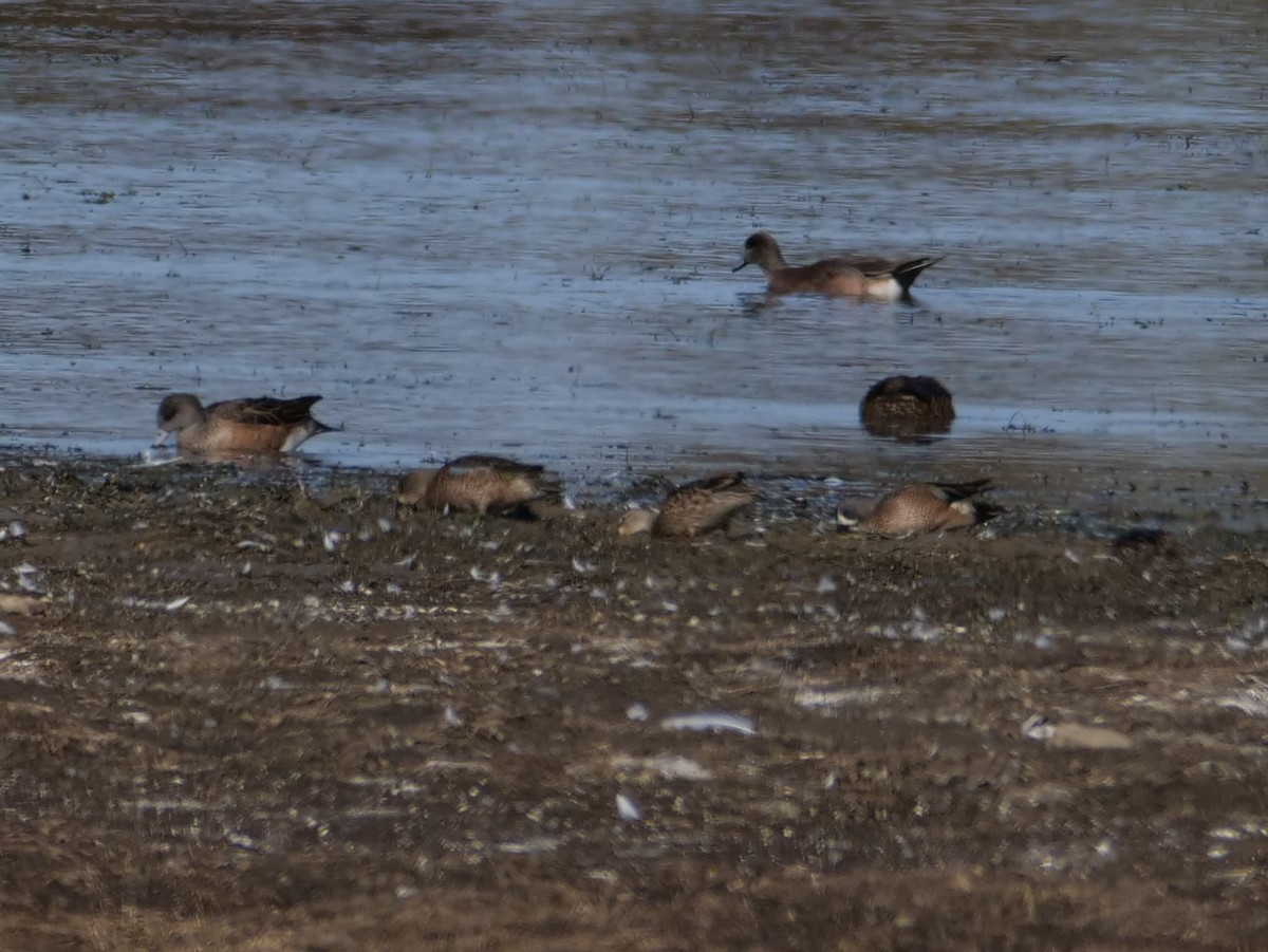 Blue-winged Teal - ML390673611