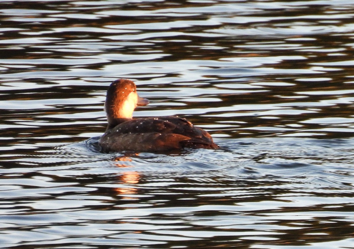 Black Scoter - June and Gary Daniels