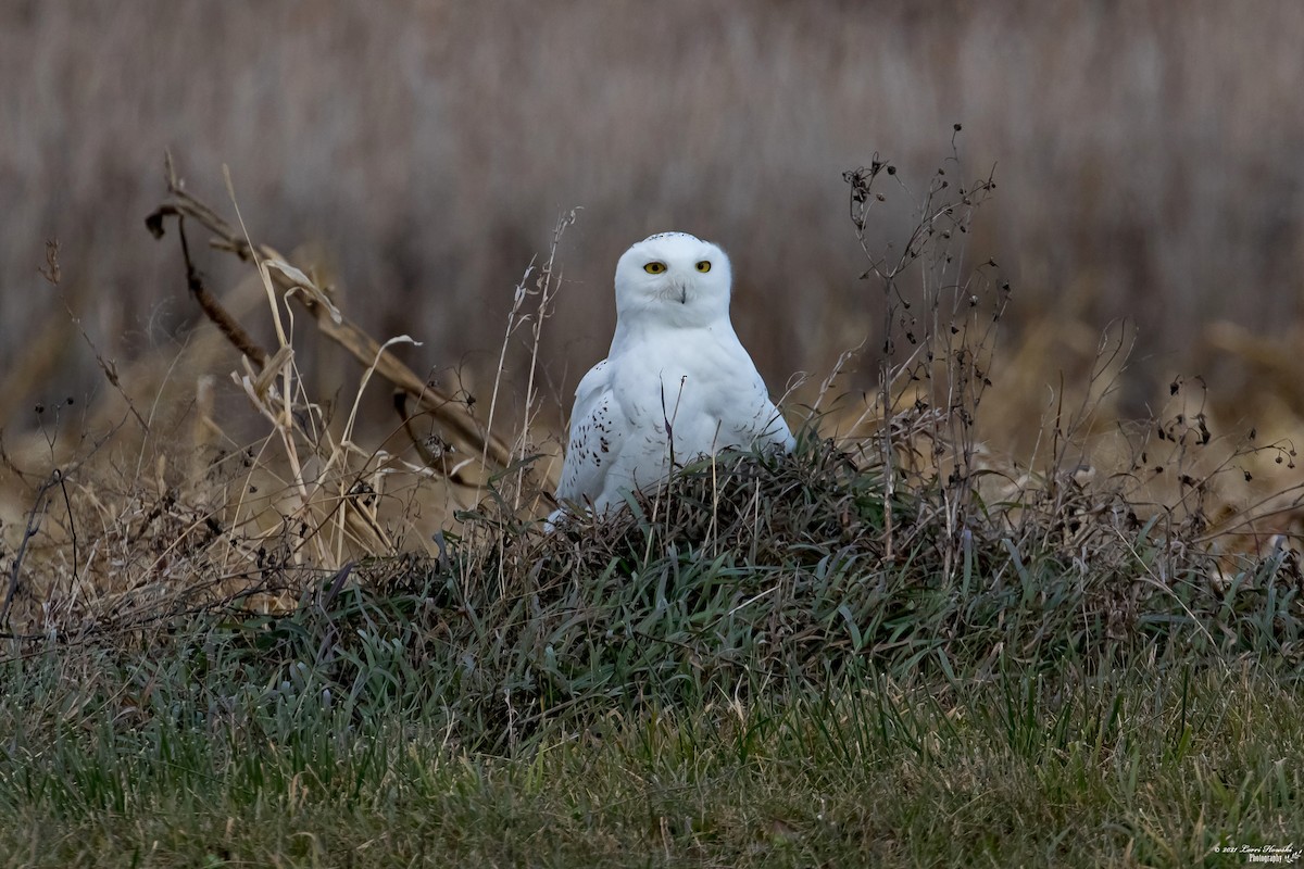 Snowy Owl - ML390678541