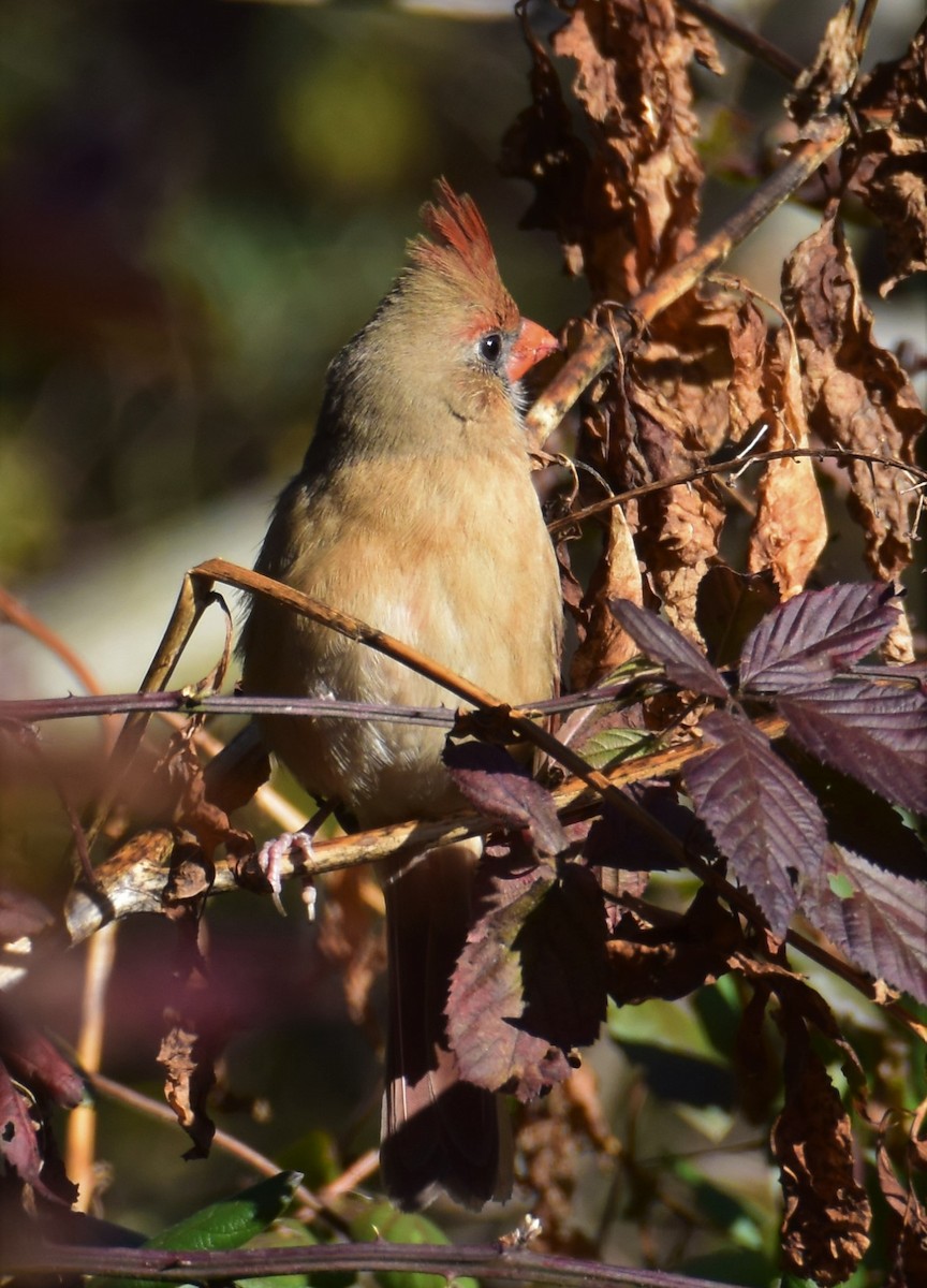 Cardinal rouge - ML390680501