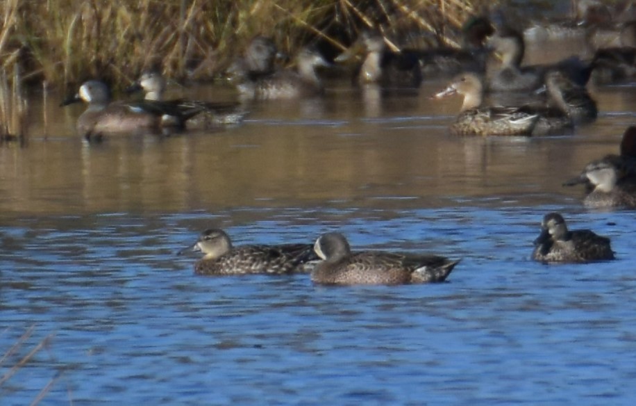 Blue-winged Teal - ML390680941