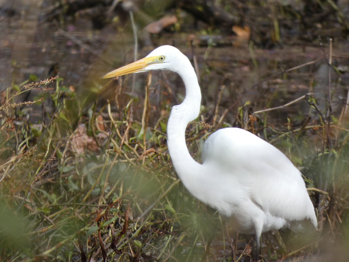 Great Egret - ML390681131