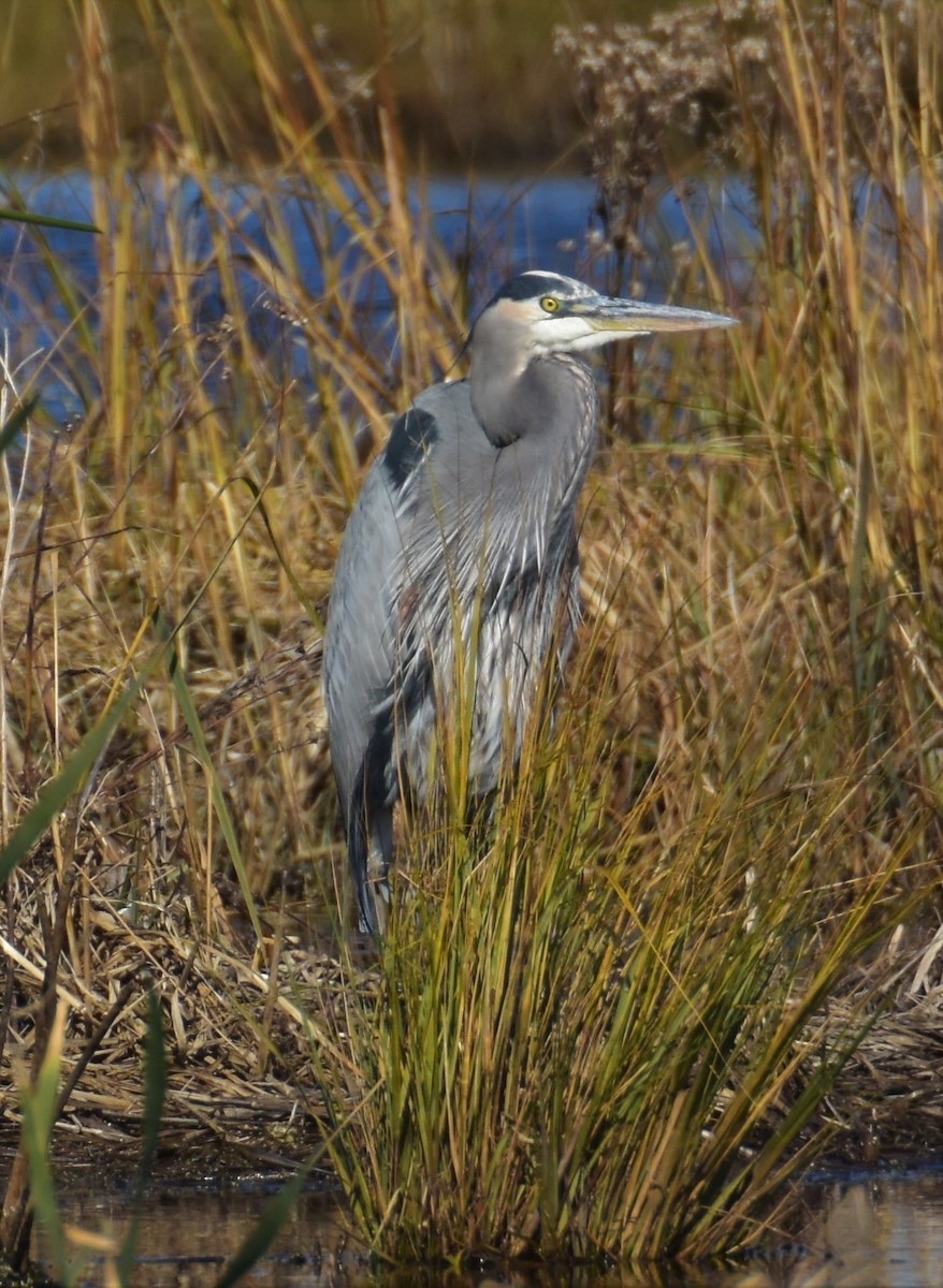 Great Blue Heron - ML390681181