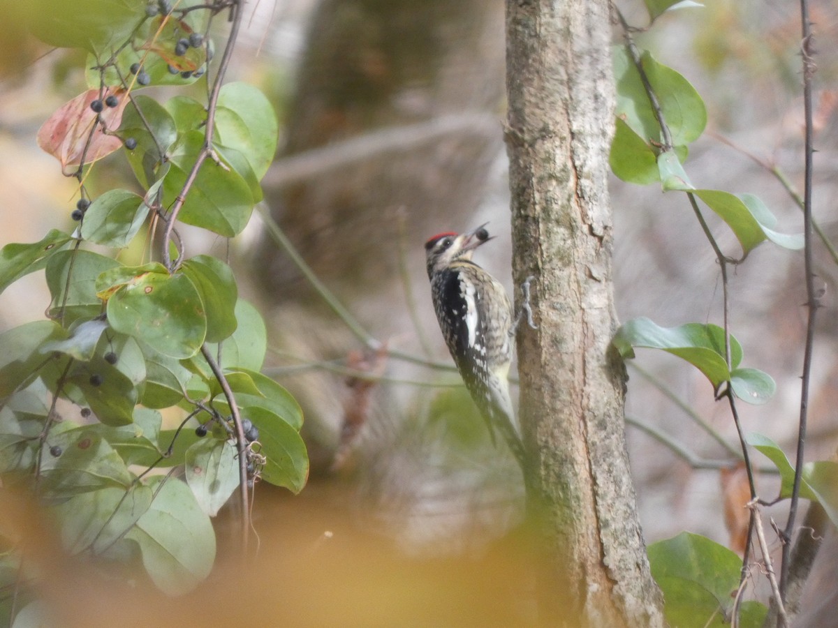 Yellow-bellied Sapsucker - ML390681241