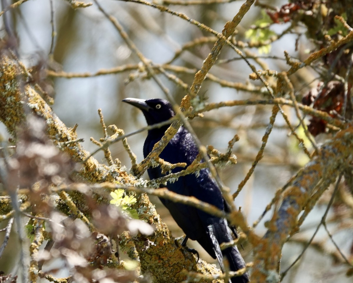 Great-tailed Grackle - ML390682371