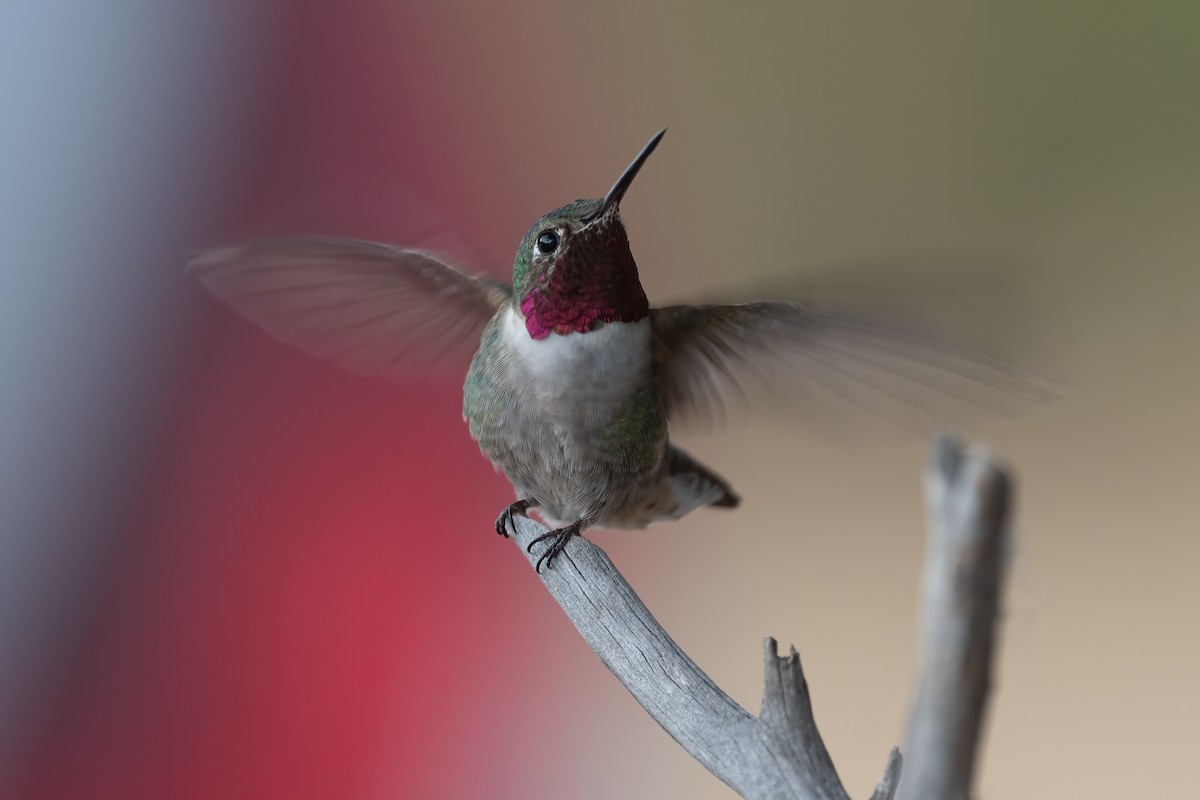 Broad-tailed Hummingbird - ML390682781
