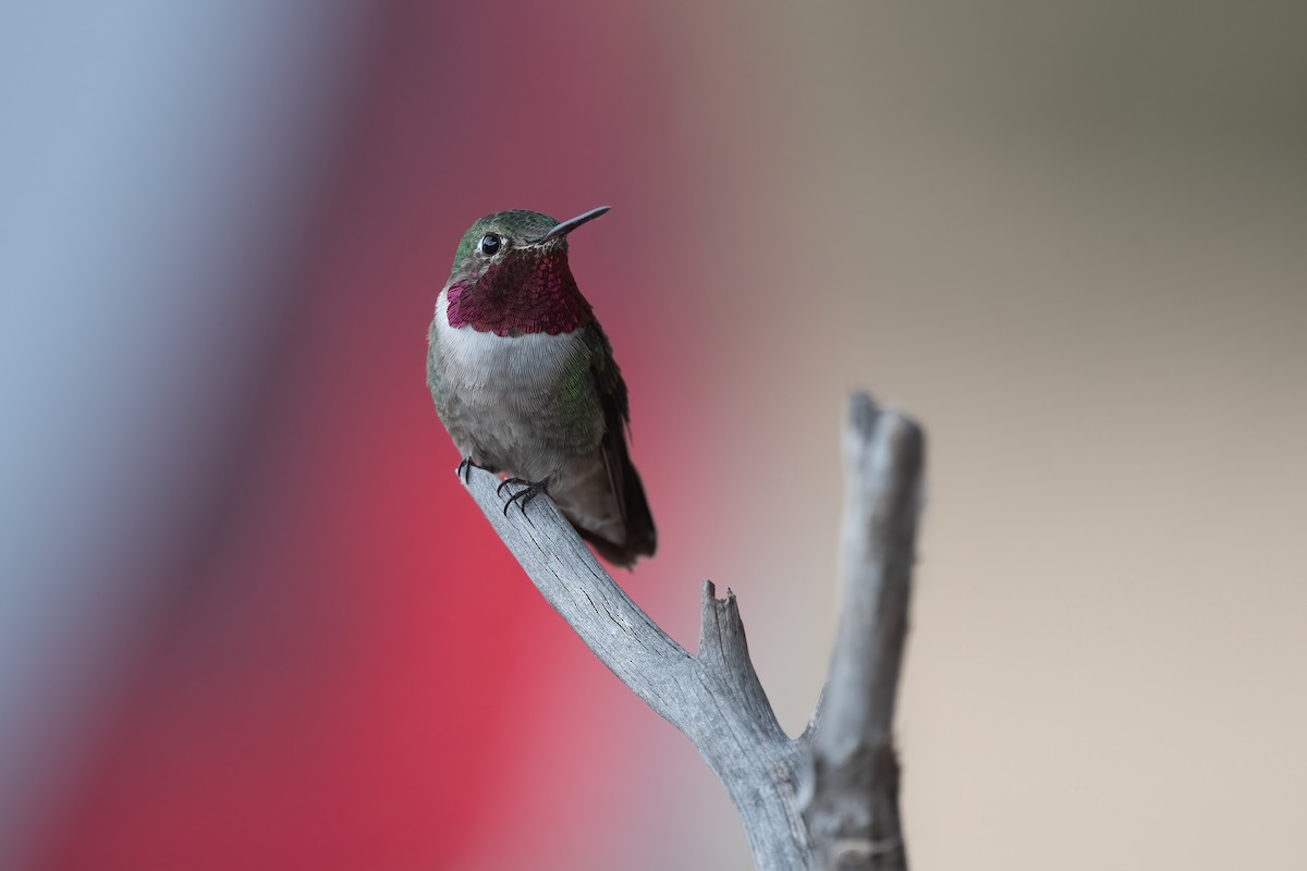 Broad-tailed Hummingbird - ML390682791