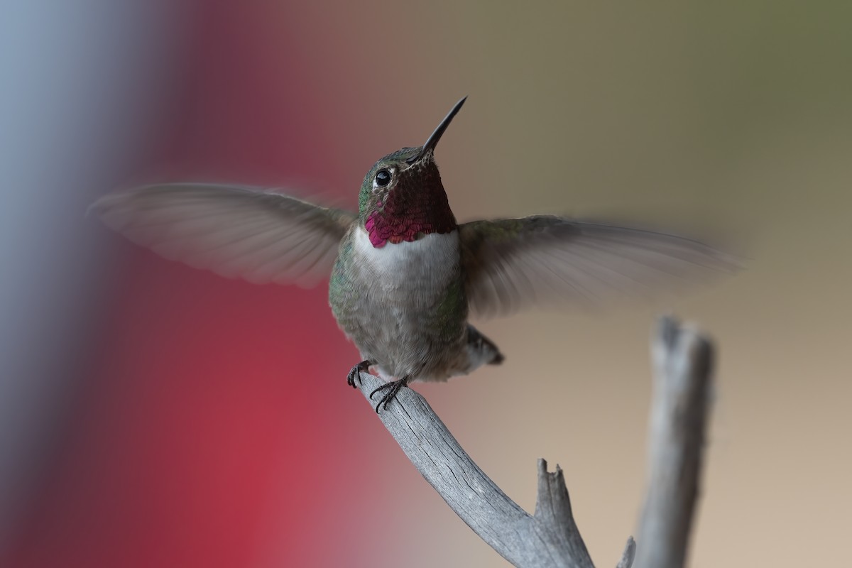 Broad-tailed Hummingbird - ML390682811