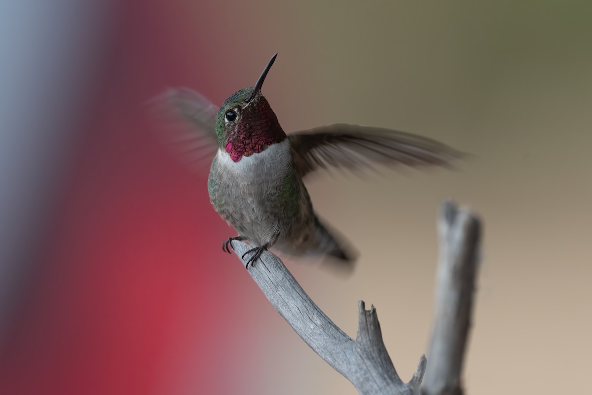 Broad-tailed Hummingbird - ML390682821