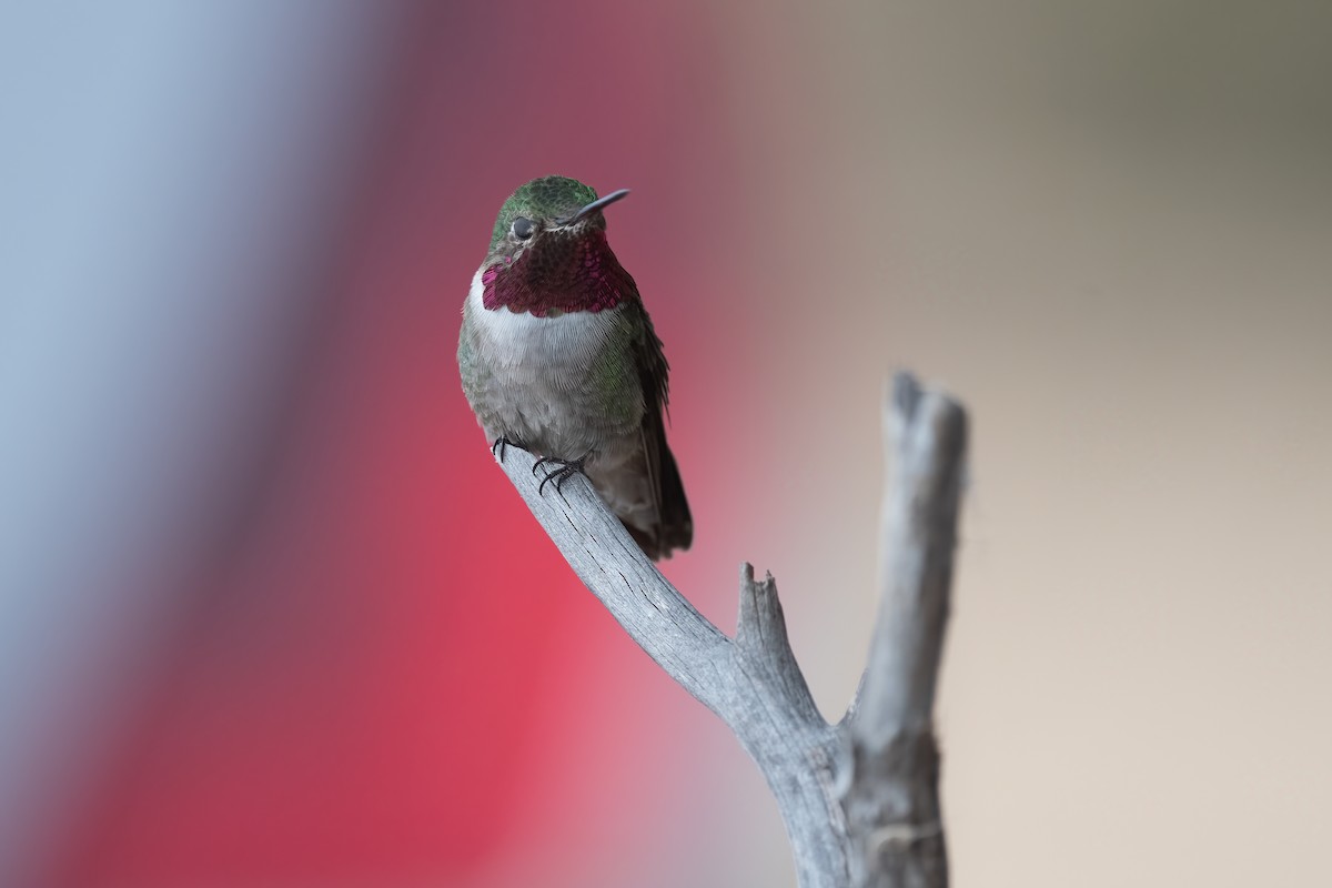 Broad-tailed Hummingbird - ML390682831