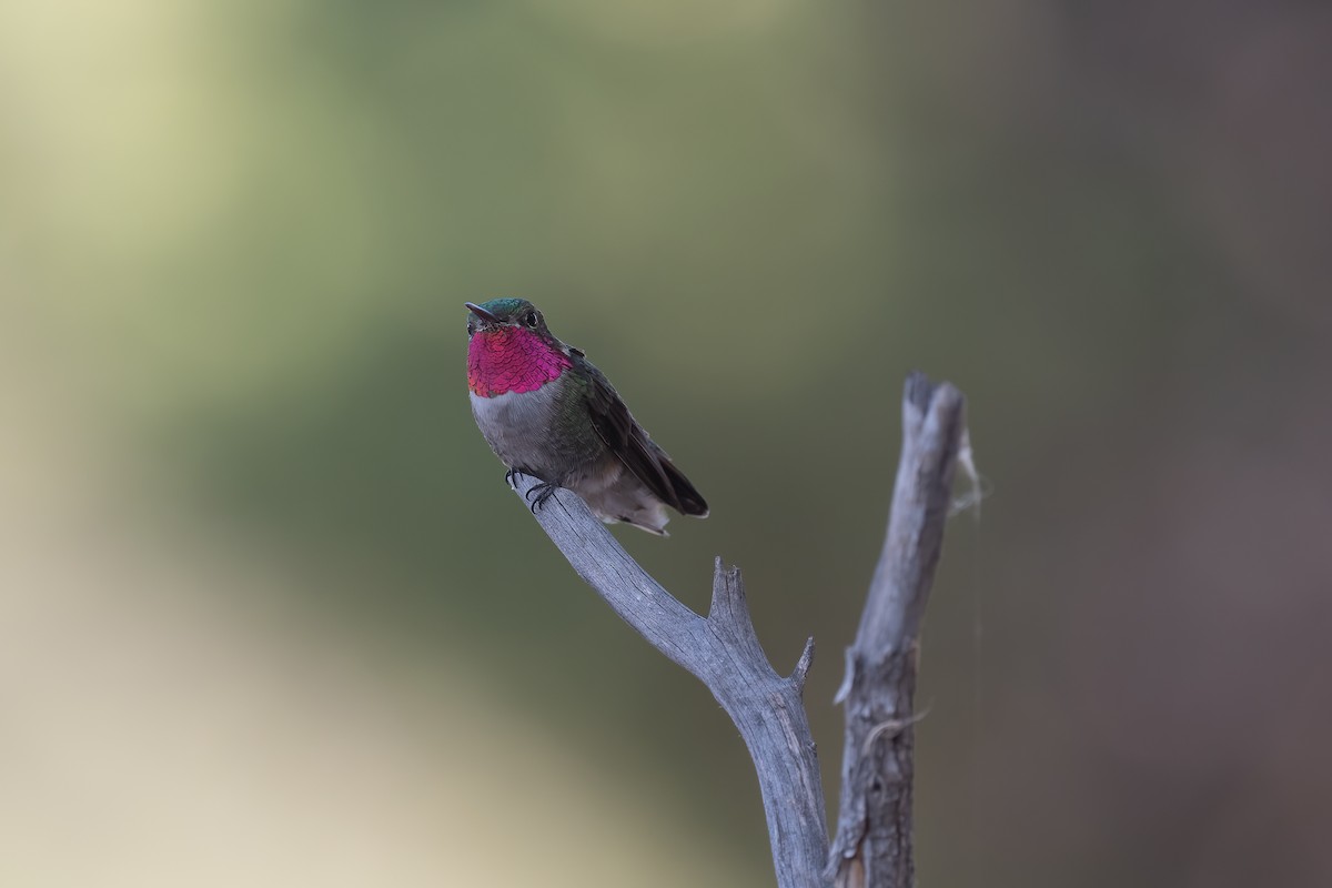 Broad-tailed Hummingbird - ML390682991