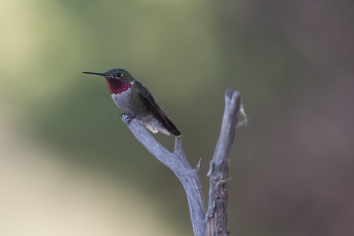 Broad-tailed Hummingbird - ML390683001