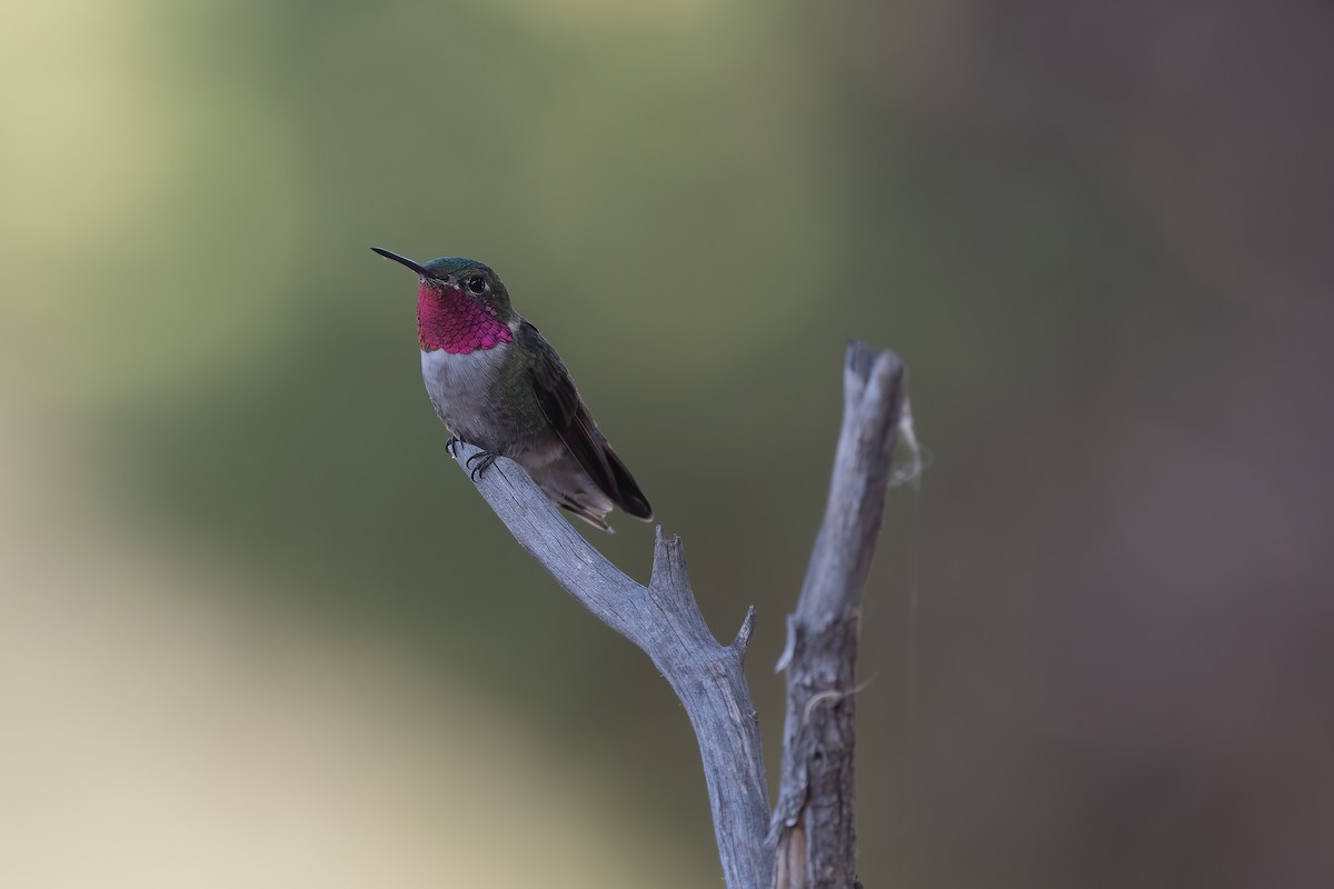Broad-tailed Hummingbird - ML390683131