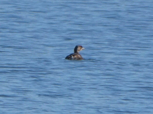 Pied-billed Grebe - ML390683251