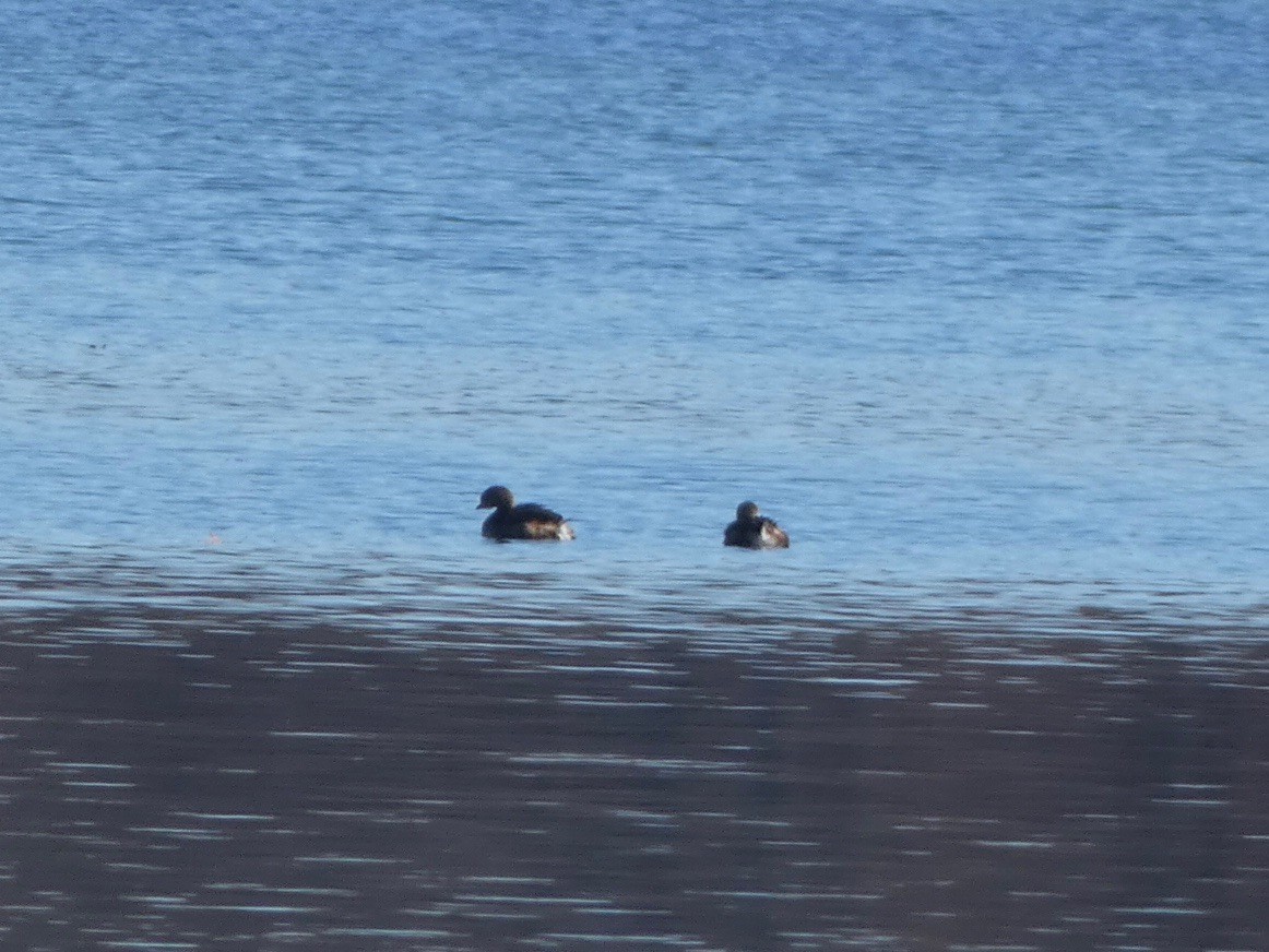 Pied-billed Grebe - ML390683281