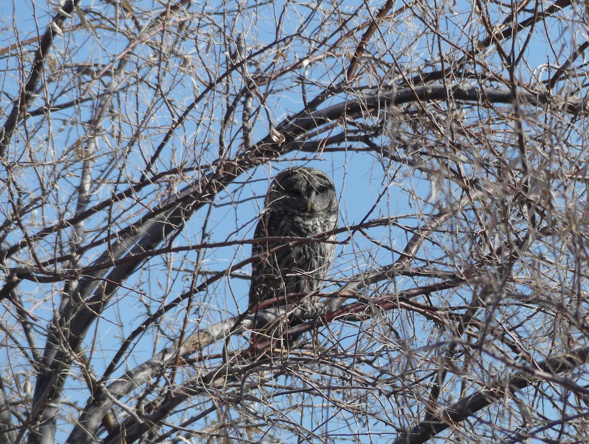 Barred Owl - Thomas Takano