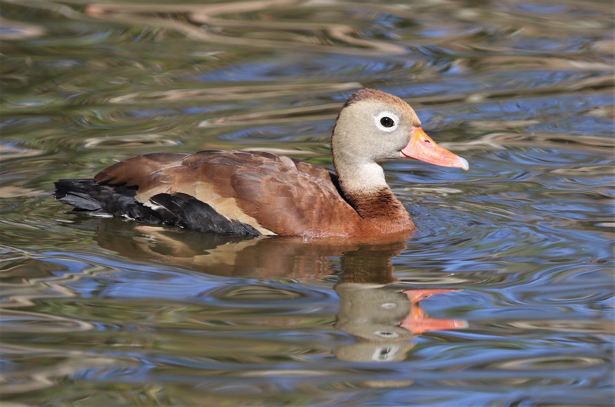 Black-bellied Whistling-Duck - ML390684871