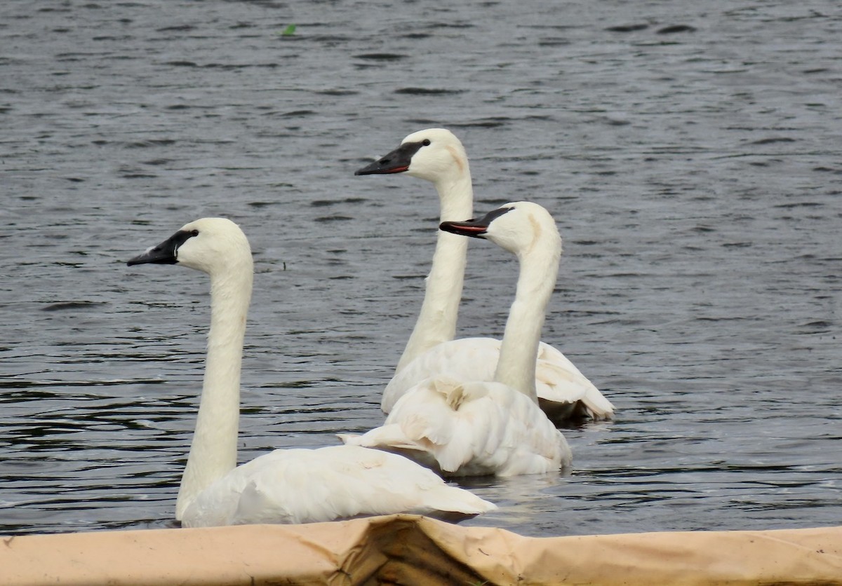 Trumpeter Swan - Gael Silverblatt