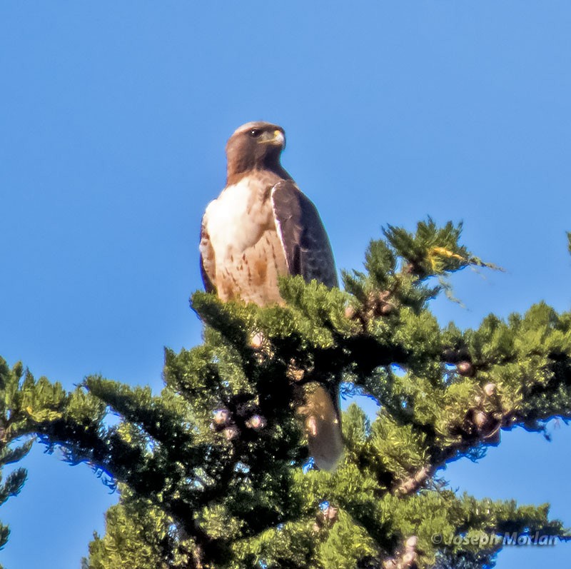 Red-tailed Hawk - ML390686301