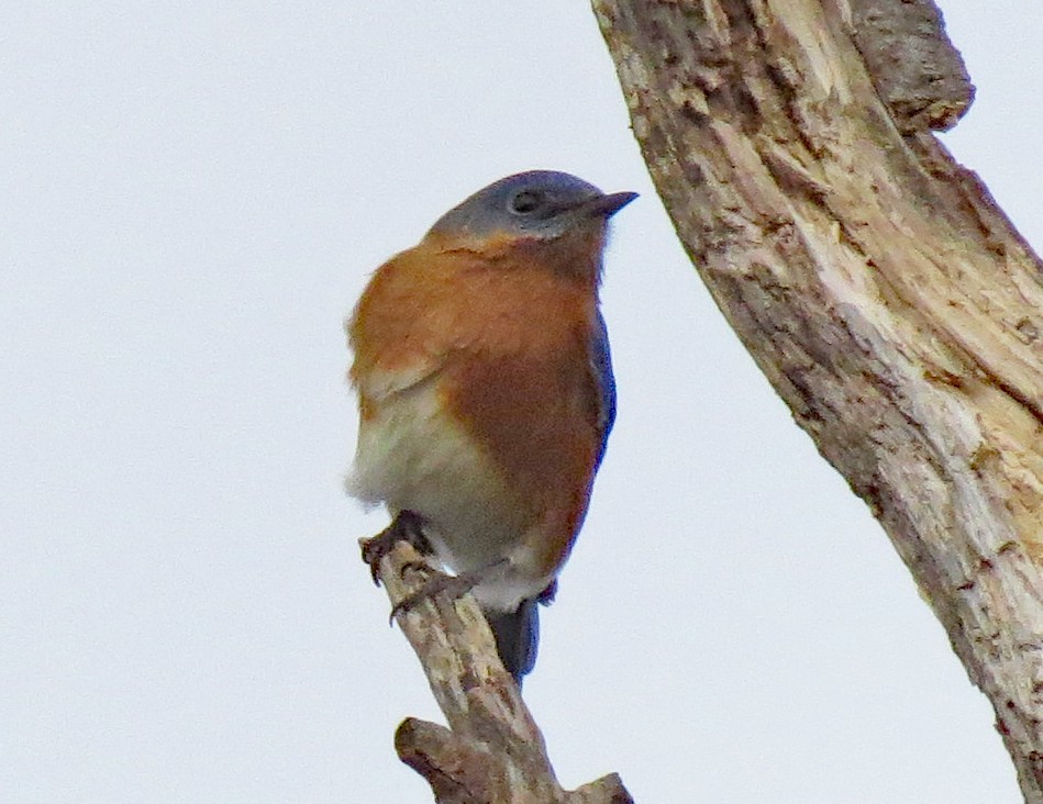 Eastern Bluebird - ML390686401