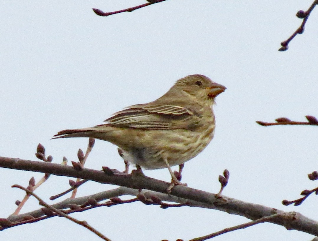 House Finch - ML390686441