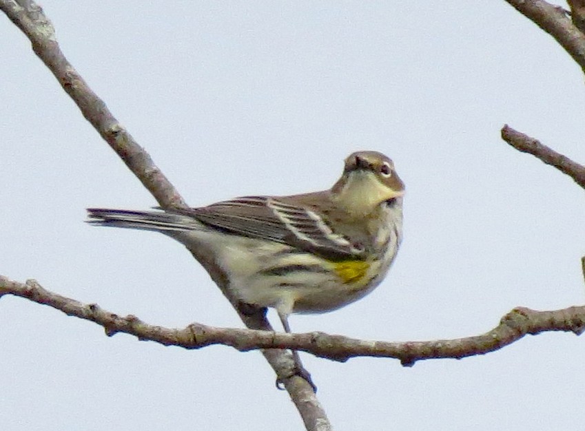 Yellow-rumped Warbler (Myrtle) - ML390686531