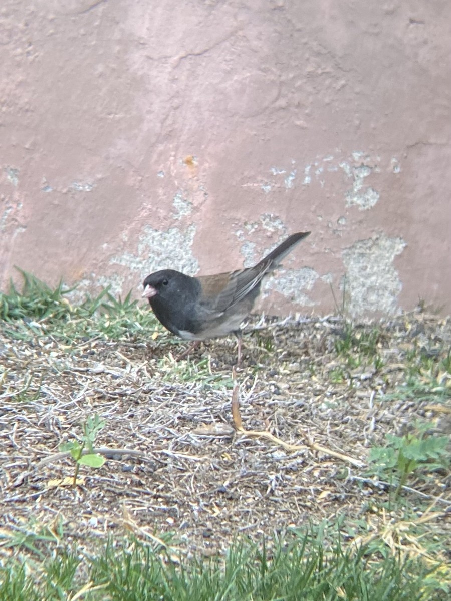 Junco Ojioscuro - ML390689881