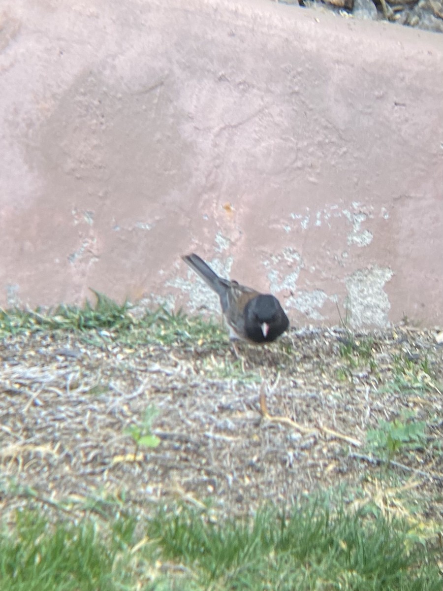 Dark-eyed Junco - ML390689901