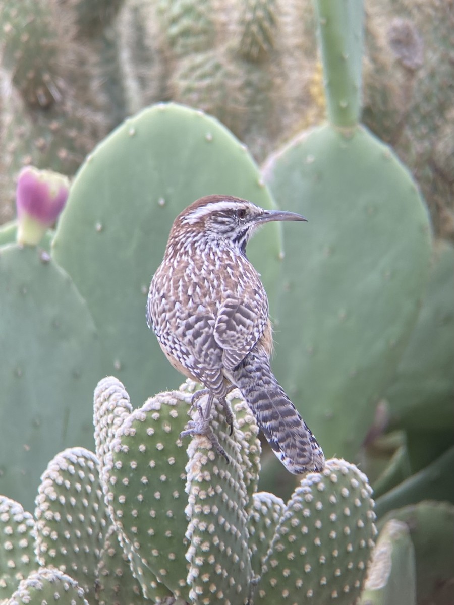 Cactus Wren - ML390690221