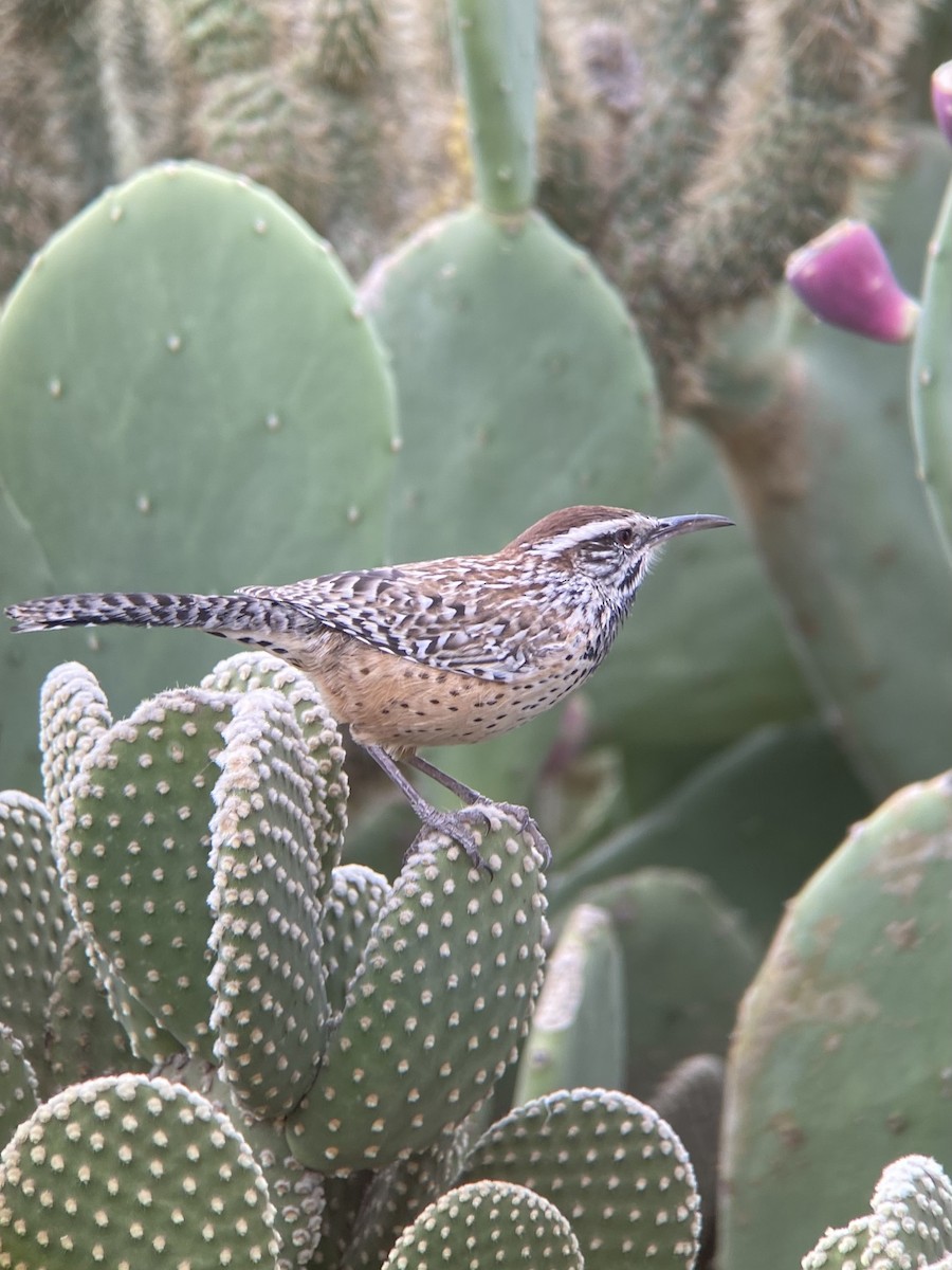 Cactus Wren - Luke Miller