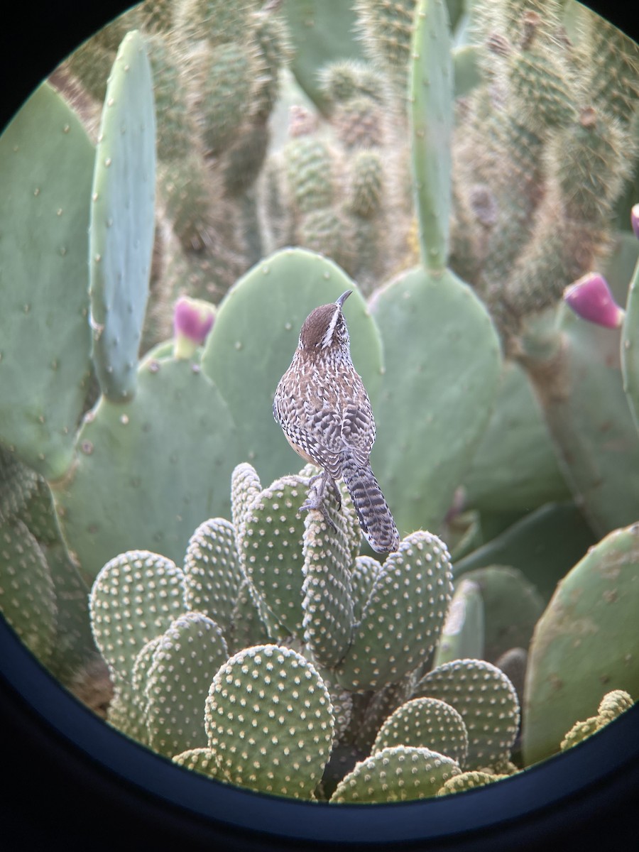 Cactus Wren - ML390690291