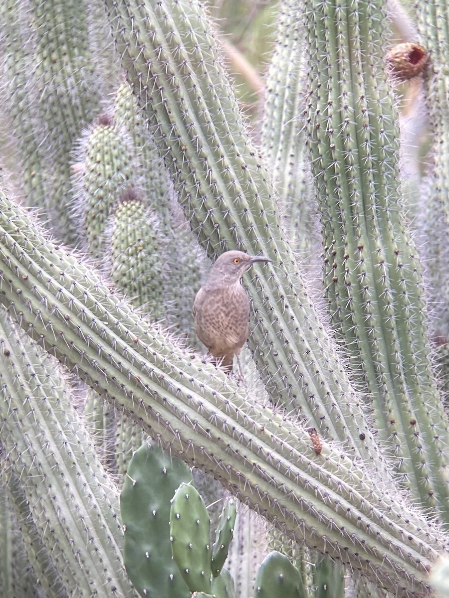 Curve-billed Thrasher - Luke Miller