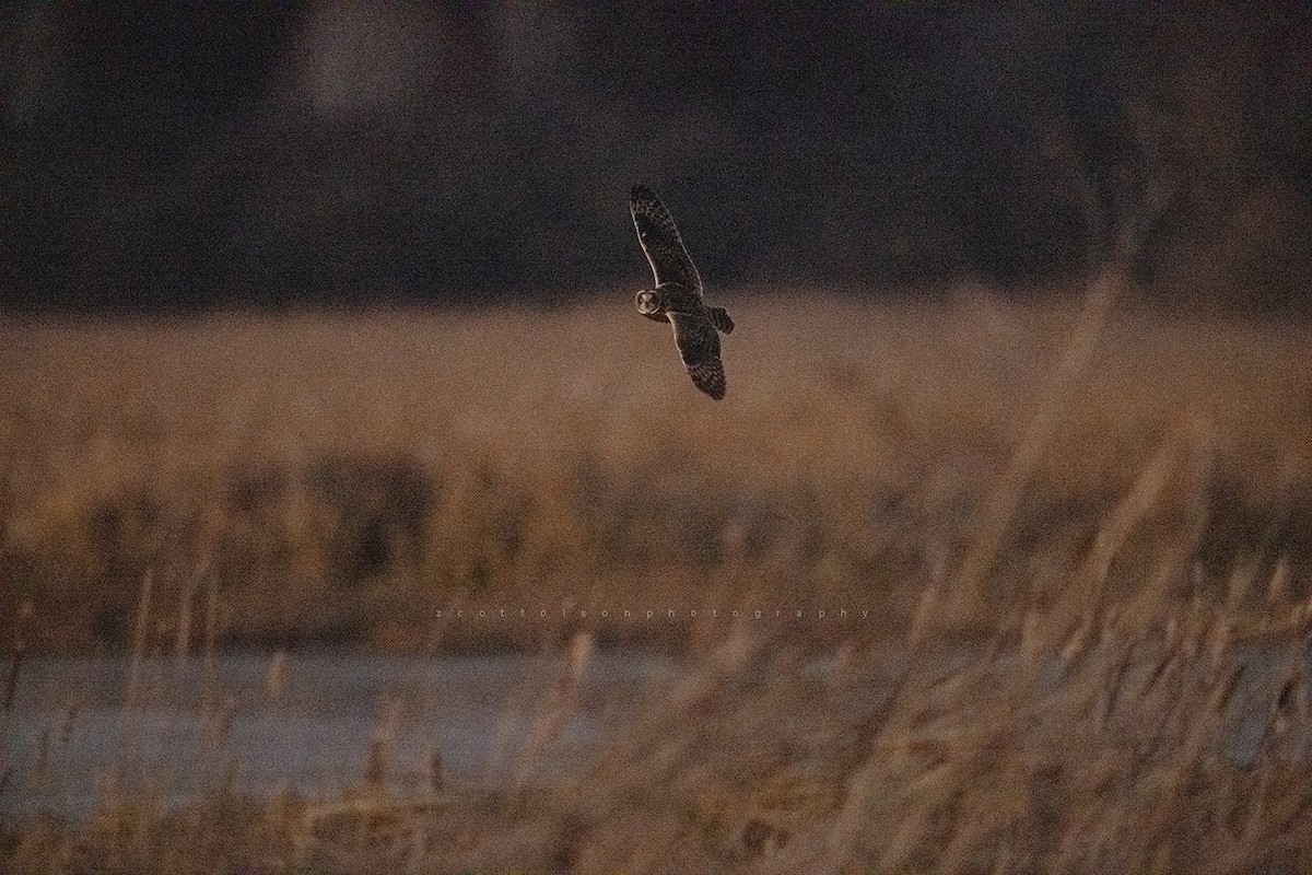 Hibou des marais - ML390691701