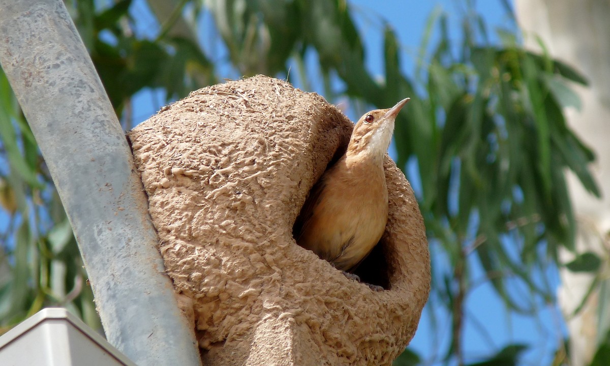 Rufous Hornero - ML39069191