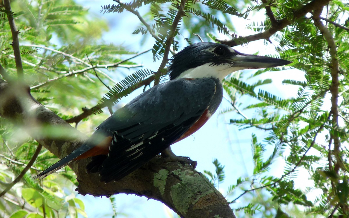 Ringed Kingfisher - ML39069211