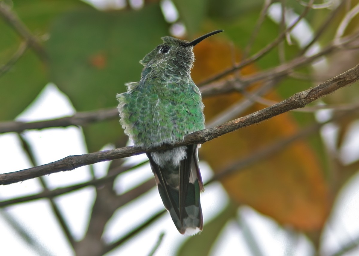 Tepui Goldenthroat - Lars Petersson | My World of Bird Photography
