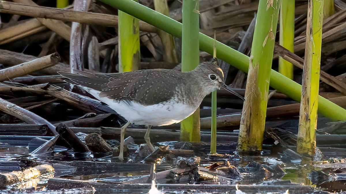 Solitary Sandpiper - ML390692681