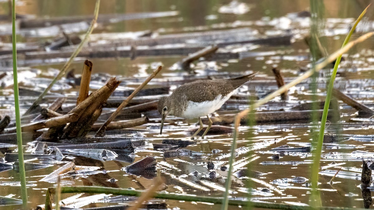 Solitary Sandpiper - Jim Gain