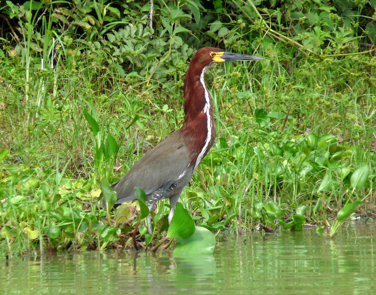 Rufescent Tiger-Heron - ML39069411