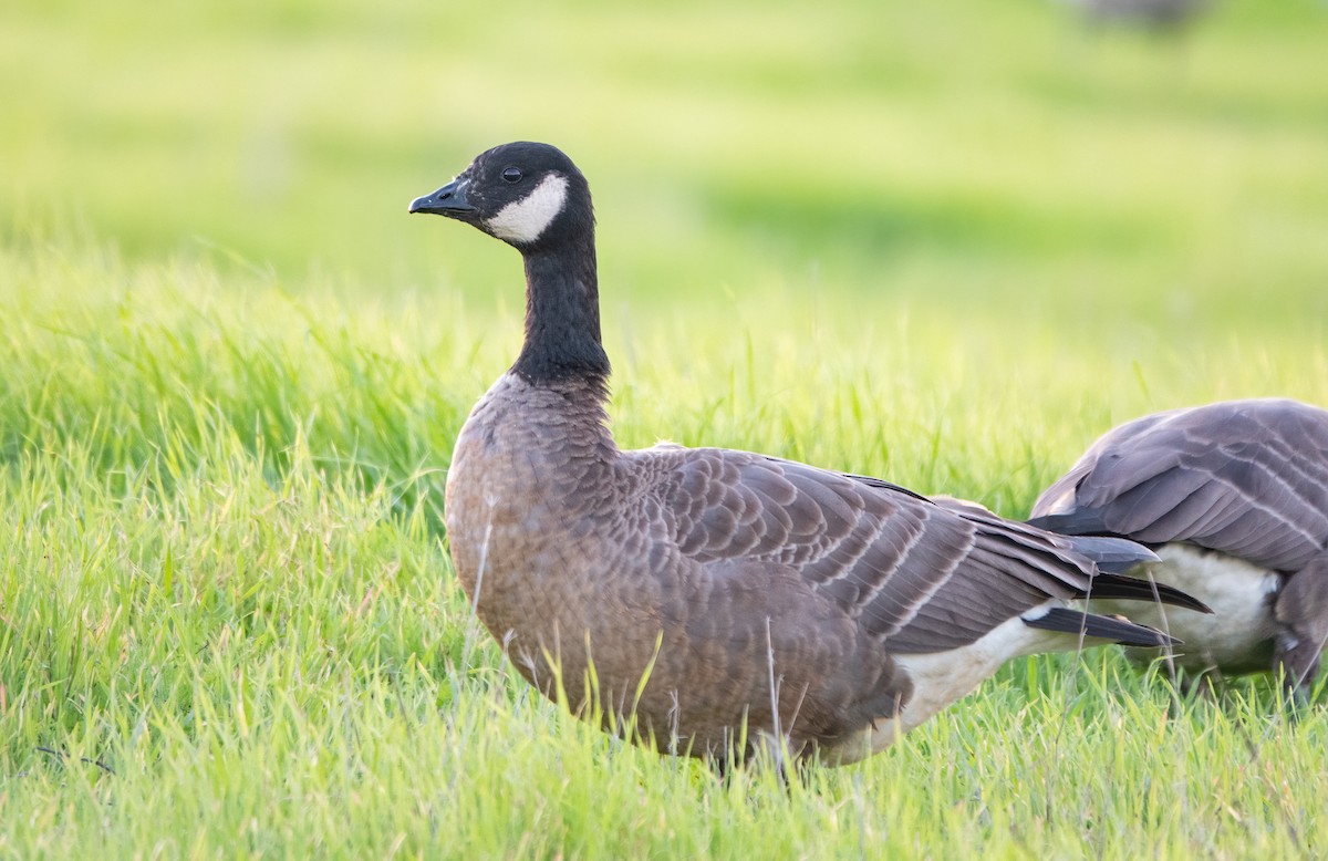 Cackling Goose - ML390694221