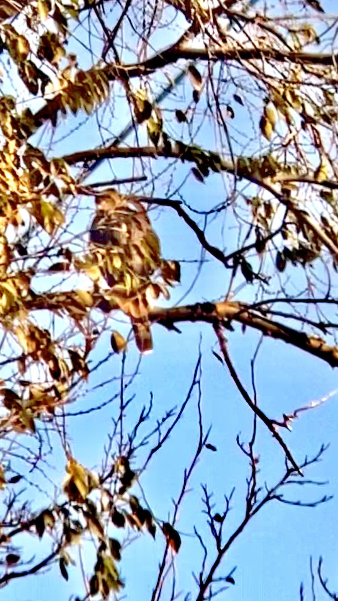 Sharp-shinned Hawk - ML390694721