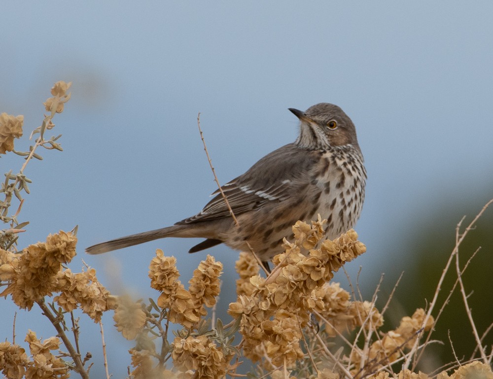 Sage Thrasher - ML390694961