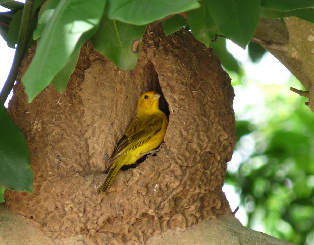 Saffron Finch - ML39069521