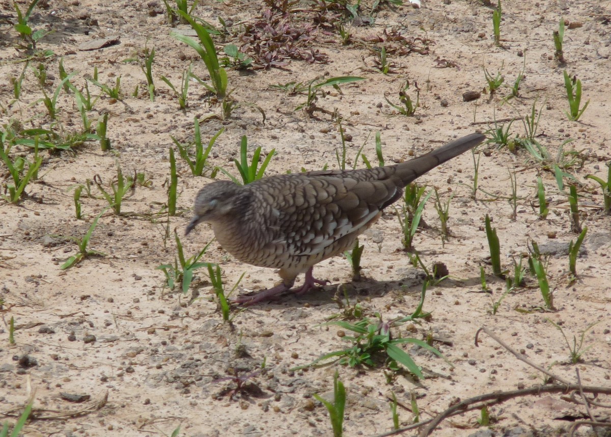 Scaled Dove - ML39069541