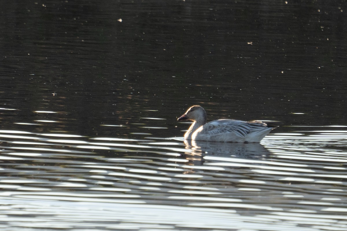 Snow Goose - Sebastian Schmid