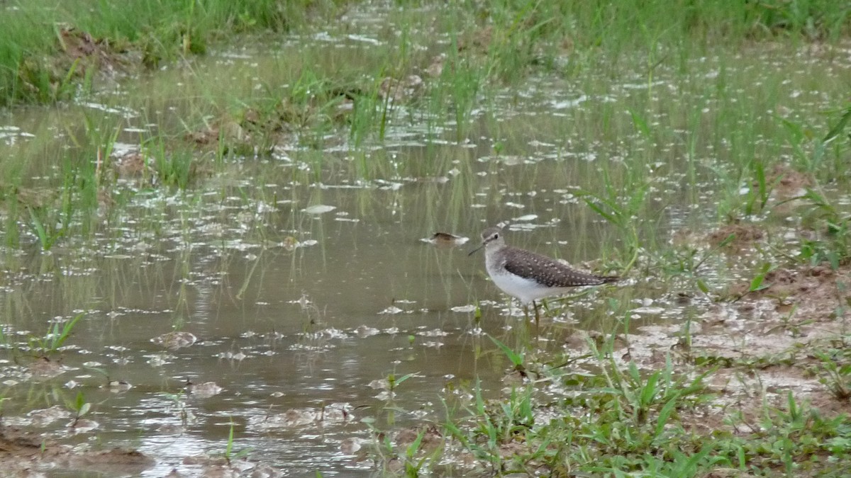 Solitary Sandpiper - ML39069731