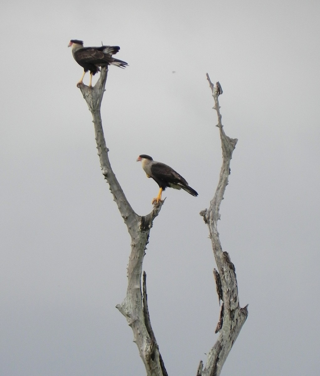 Crested Caracara (Southern) - ML39069771