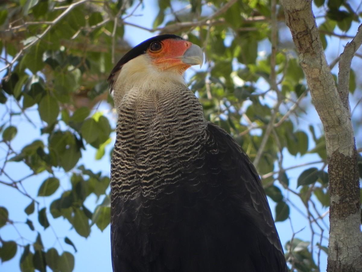 Crested Caracara (Southern) - ML39069811